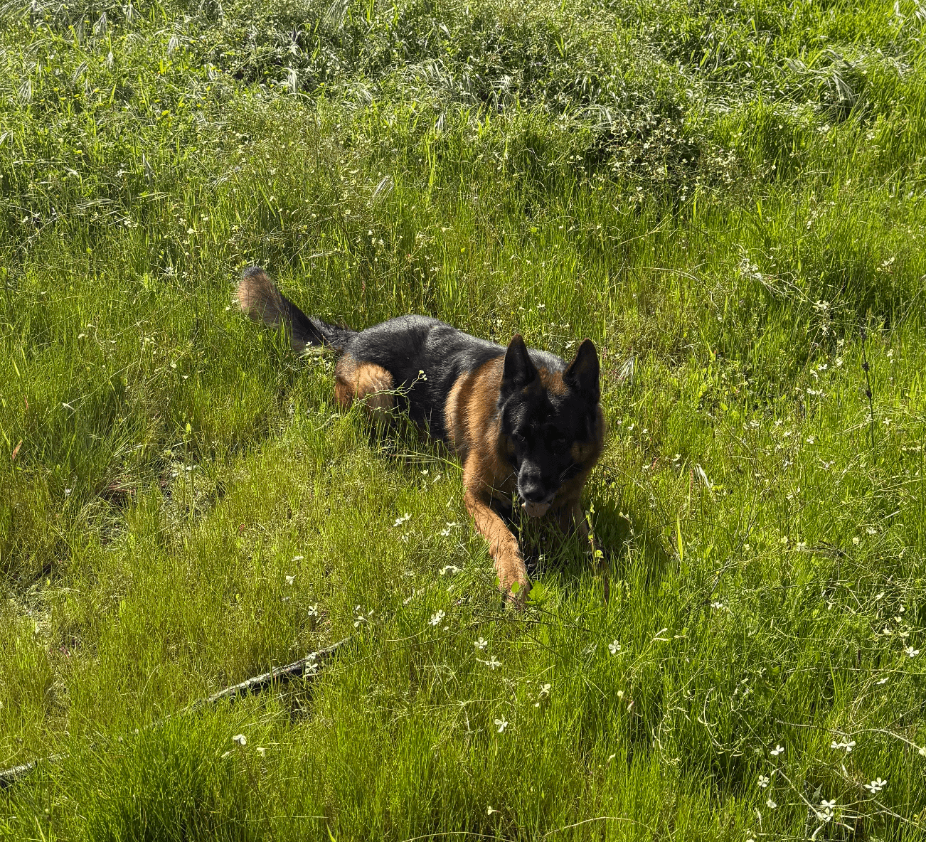 Dog walker — image 1